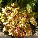 HEUCHERA Caramel®