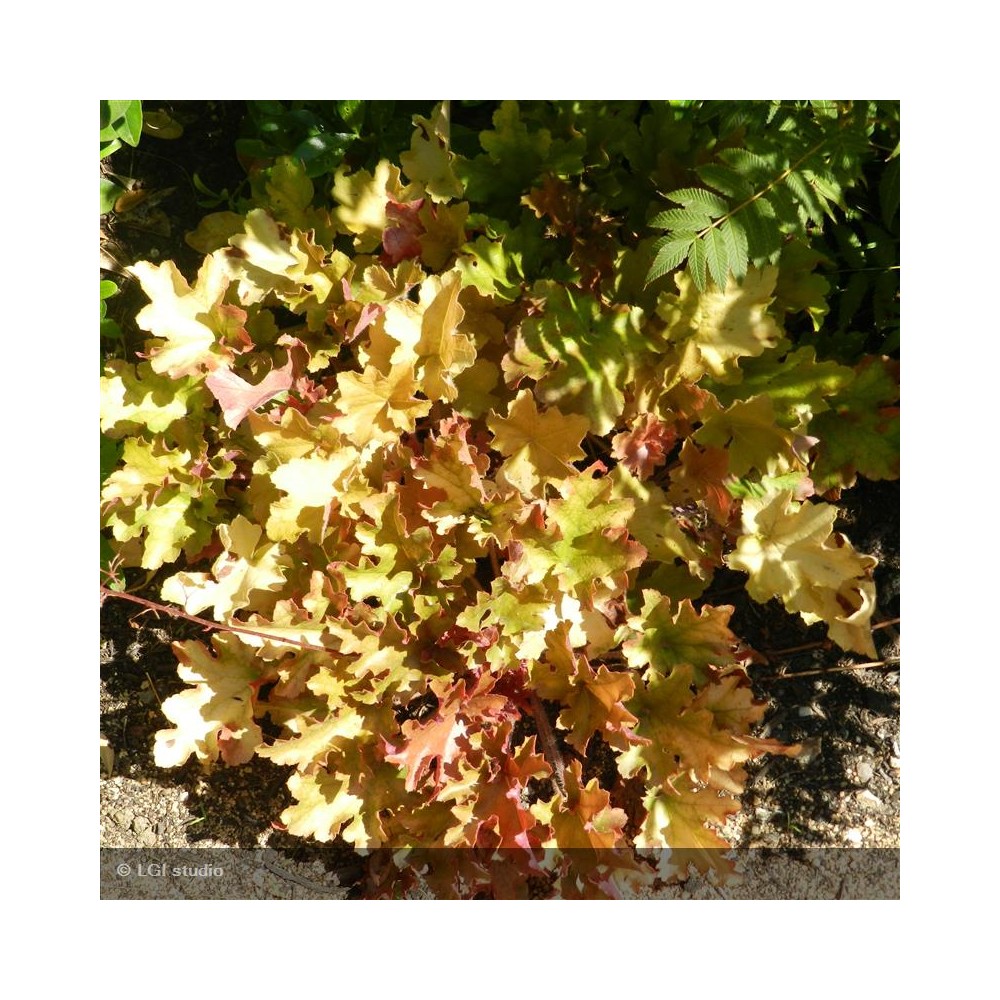 HEUCHERA Caramel®