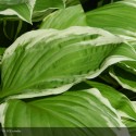 HOSTA Aureomarginata