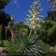 YUCCA rostrata