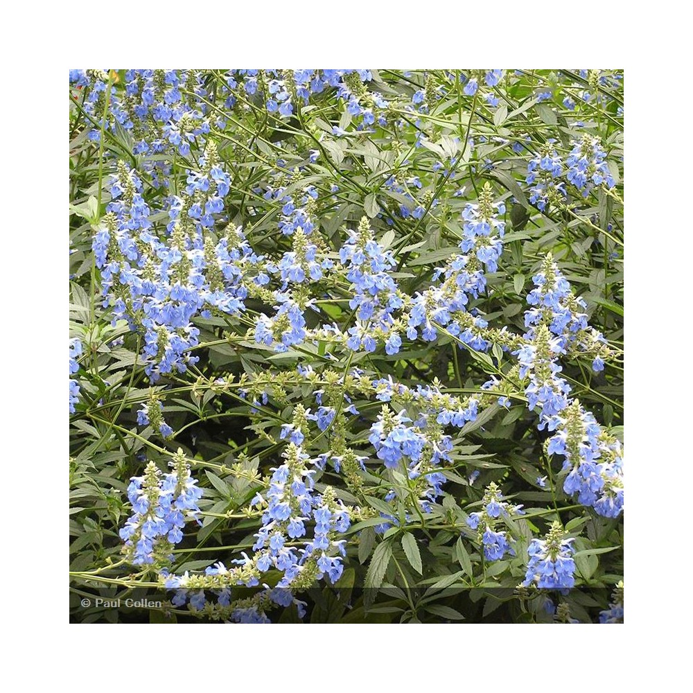 SALVIA uliginosa