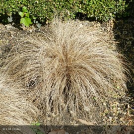 CAREX comens Bronze Form