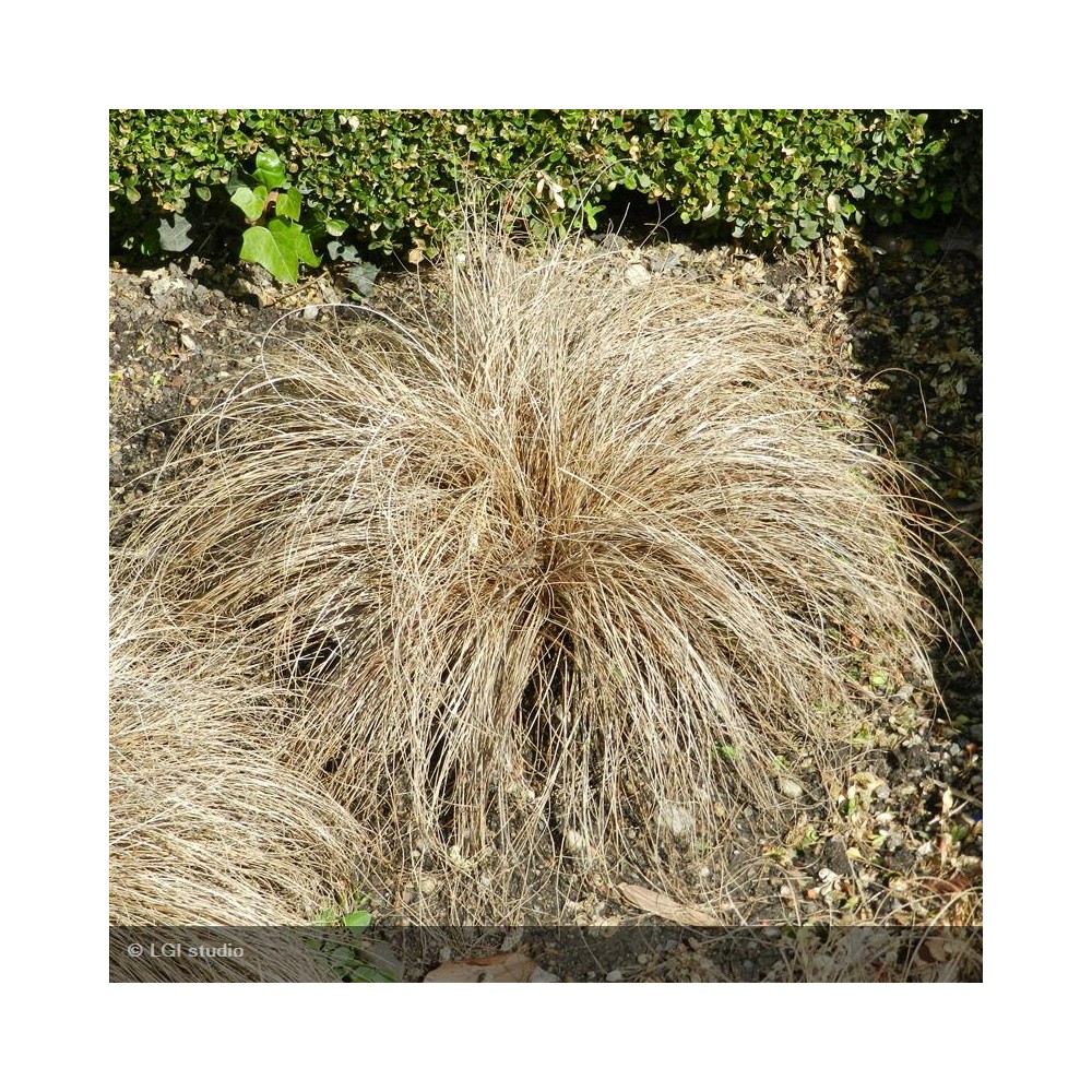 CAREX comens Bronze Form