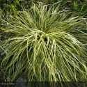 CAREX hachijoensis Evergold