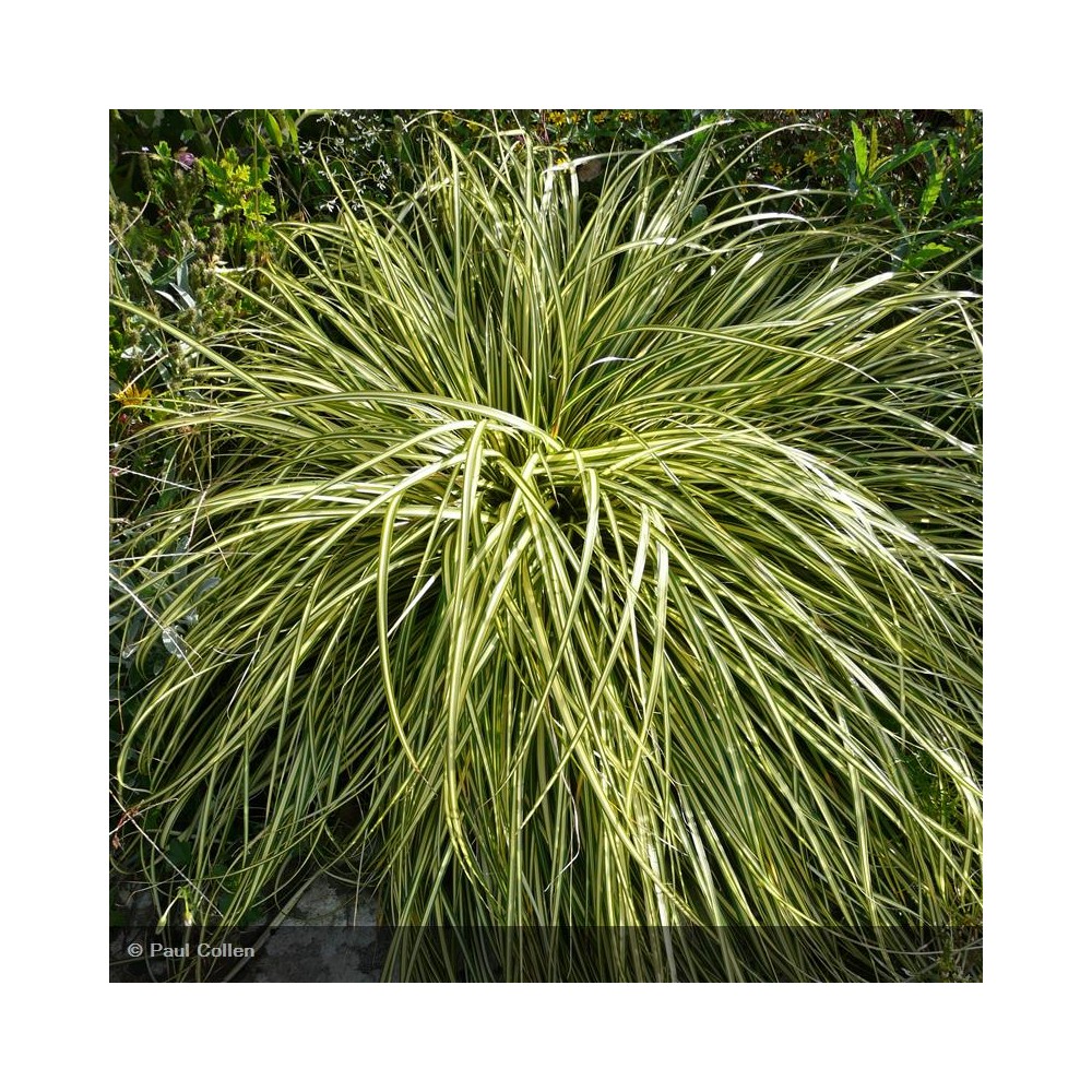 CAREX hachijoensis Evergold