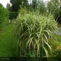 MISCANTHUS sinensis Cabaret