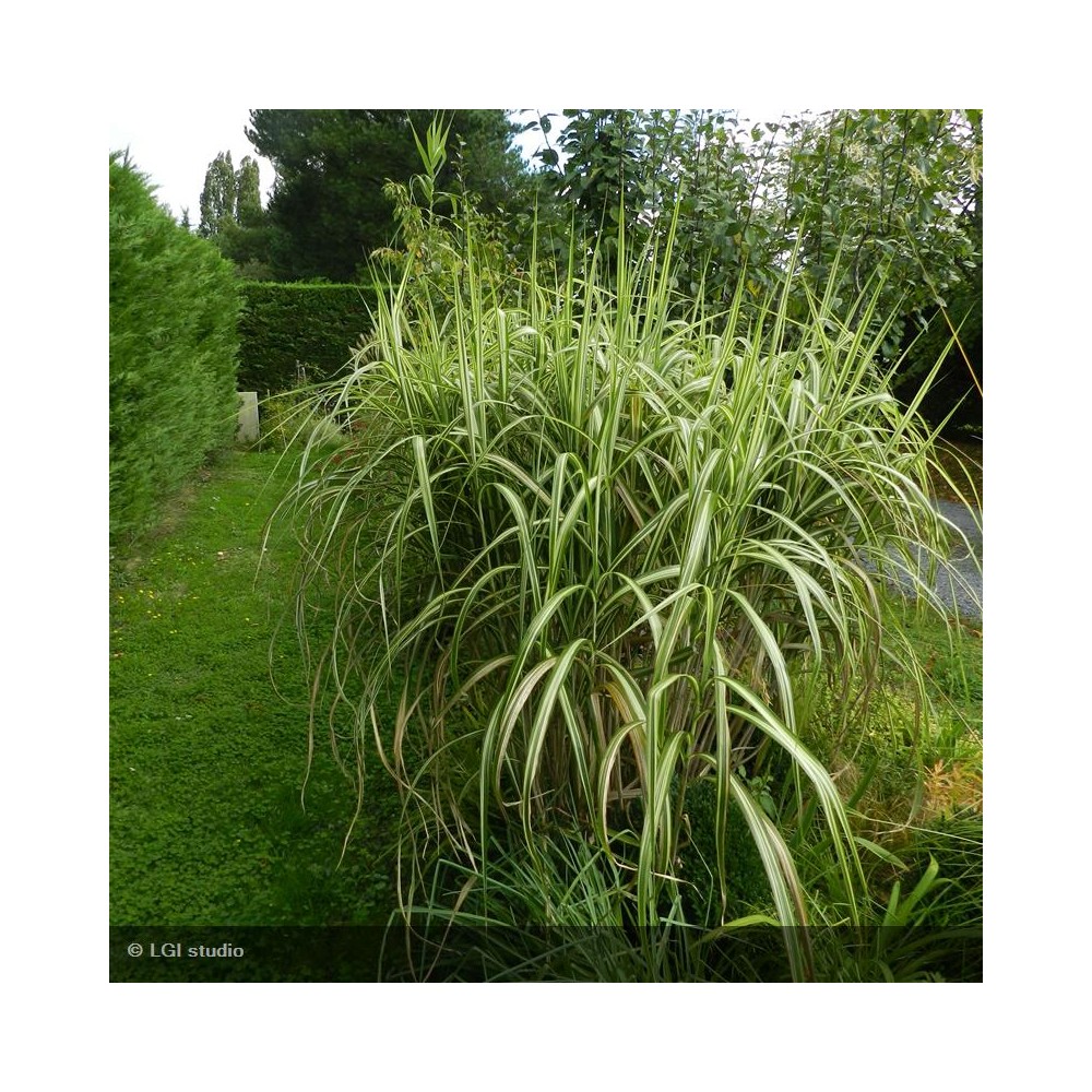 MISCANTHUS sinensis Cabaret