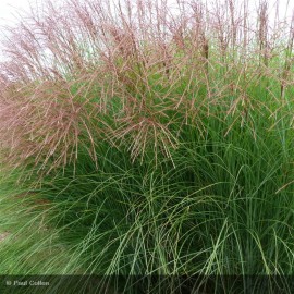 MISCANTHUS sinensis Gracillimus