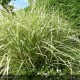 MISCANTHUS sinensis Variegatus