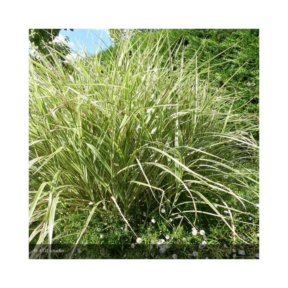 MISCANTHUS sinensis Variegatus