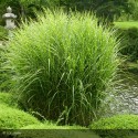 MISCANTHUS sinensis Zebrinus