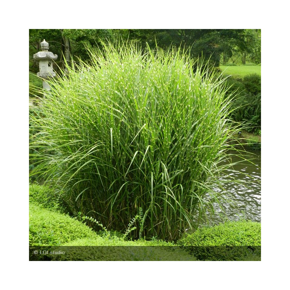 MISCANTHUS sinensis Zebrinus