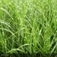 MISCANTHUS sinensis Zebrinus