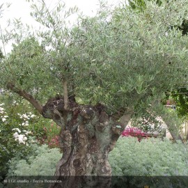 OLEA europea