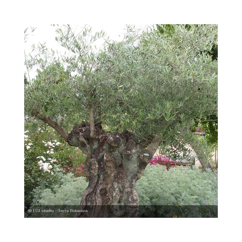 OLEA europea