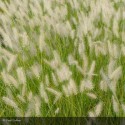 PENNISETUM alopecuroides Hameln