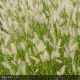 PENNISETUM alopecuroides Hameln