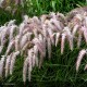 PENNISETUM orientale Karley's Rose