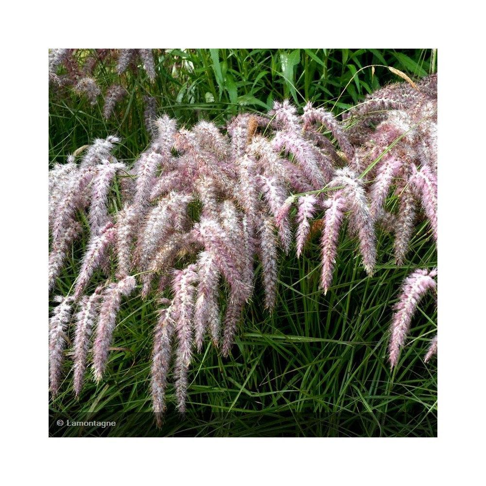 PENNISETUM orientale Karley's Rose