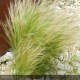 STIPA tenuifolia