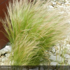 STIPA tenuifolia