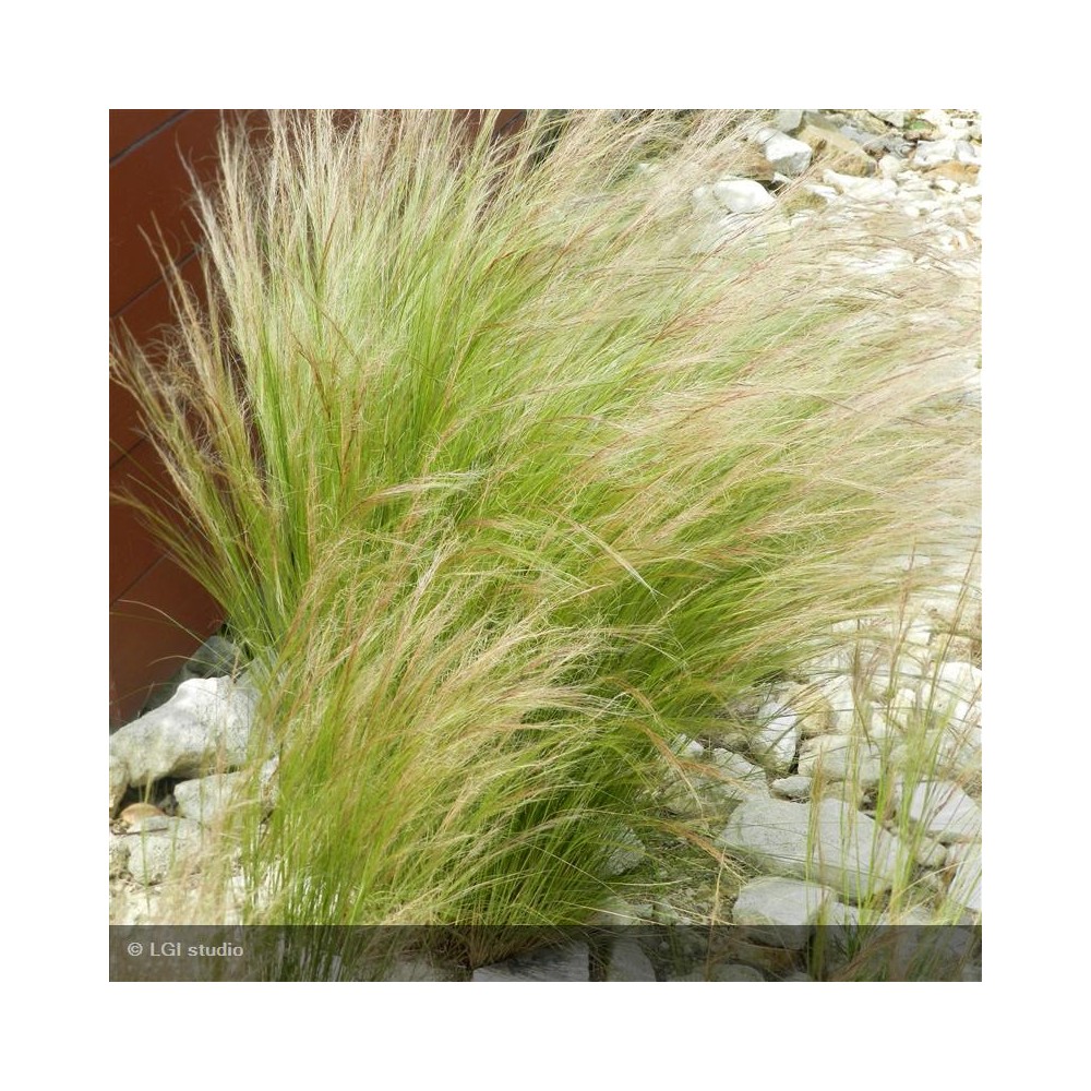 STIPA tenuifolia