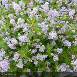 CEANOTHUS x delilianus Gloire de Versailles