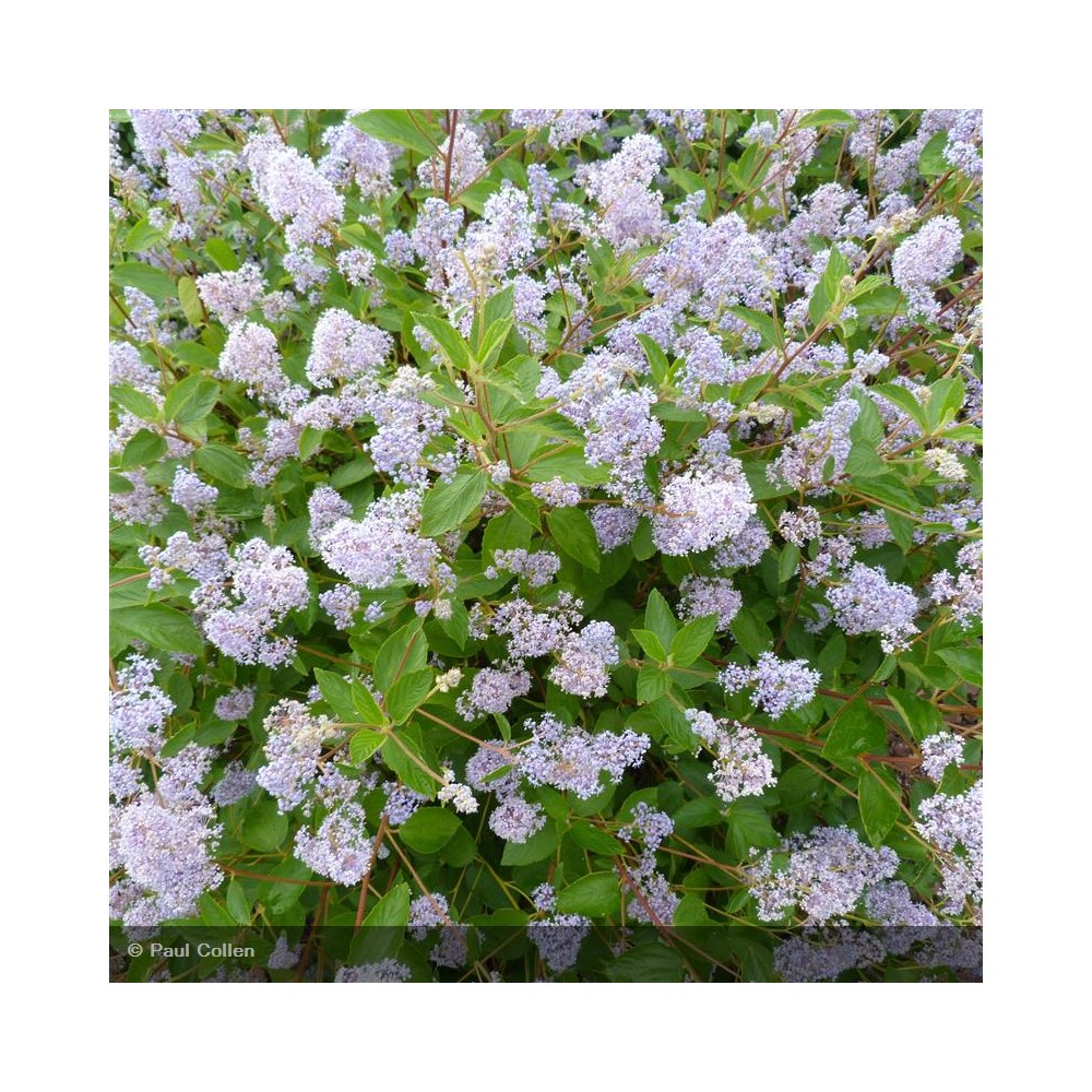CEANOTHUS x delilianus Gloire de Versailles