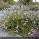 CEANOTHUS x delilianus Gloire de Versailles