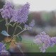 CEANOTHUS x delilianus Gloire de Versailles