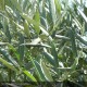OLEA europea