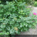 ROSA rugosa