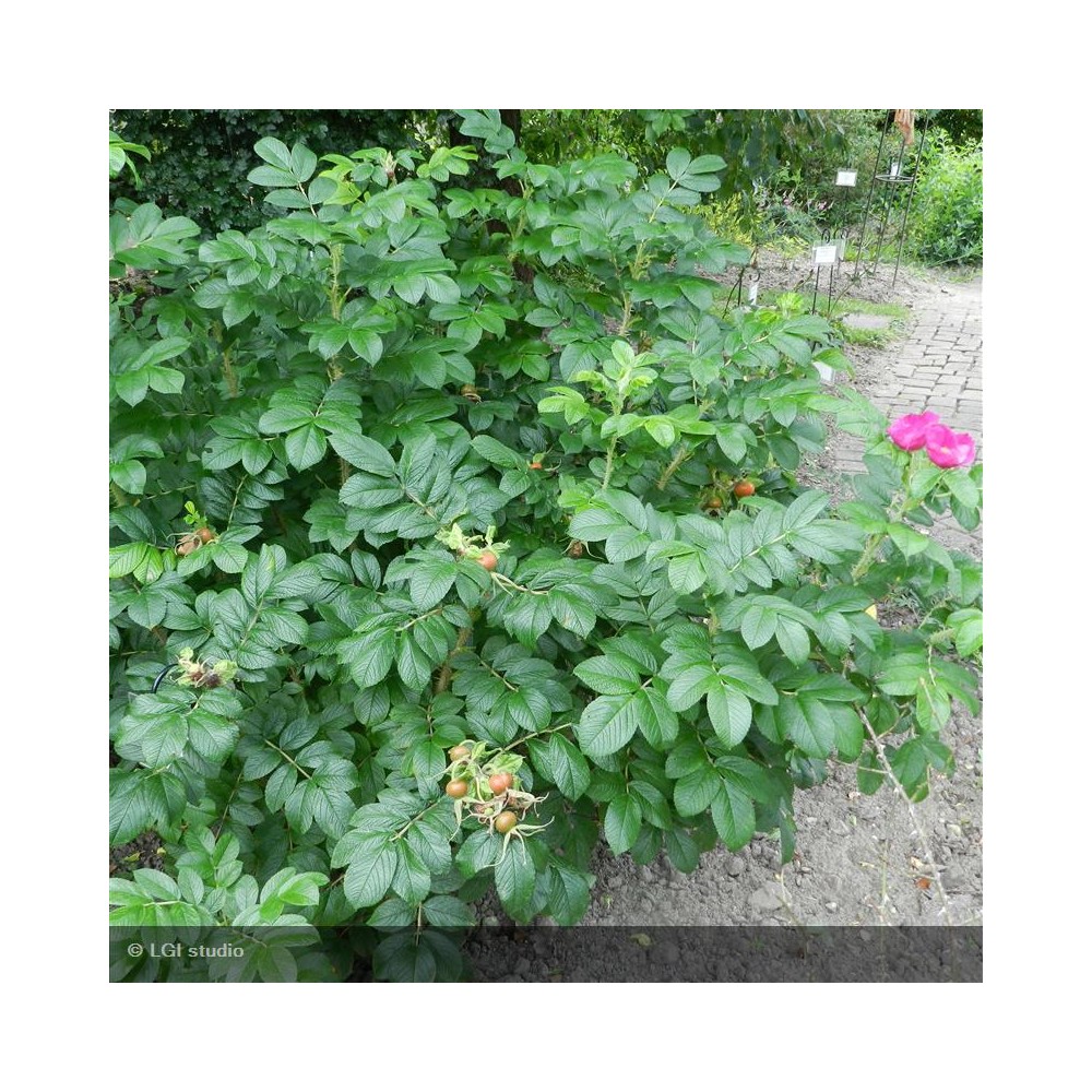 ROSA rugosa