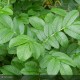 ROSA rugosa