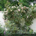 ROSIER grimpant