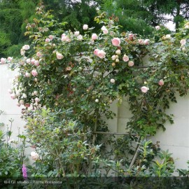 ROSIER grimpant
