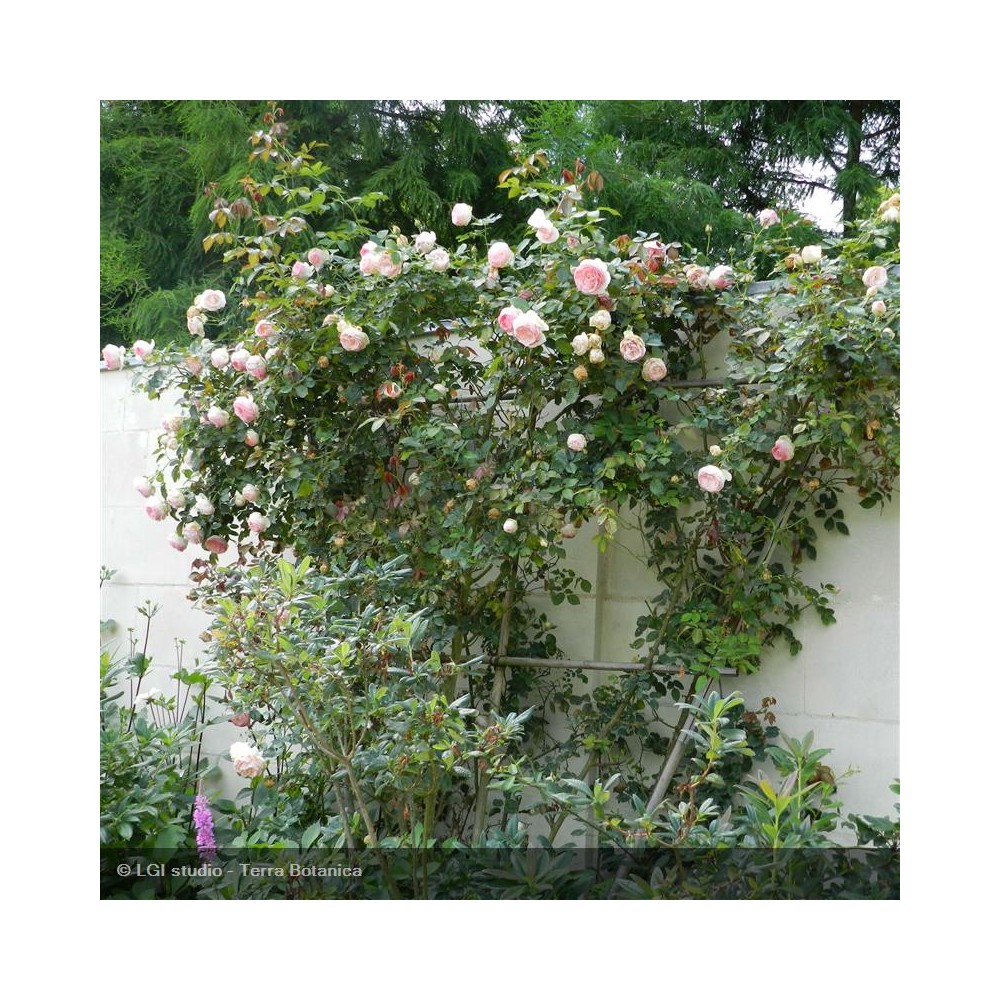 ROSIER grimpant