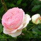 ROSIER grimpant