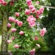 ROSIER grimpant