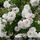 ROSIER grimpant