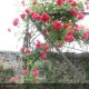 ROSIER grimpant
