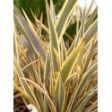 PHORMIUM Alison Blackman