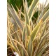 PHORMIUM Alison Blackman