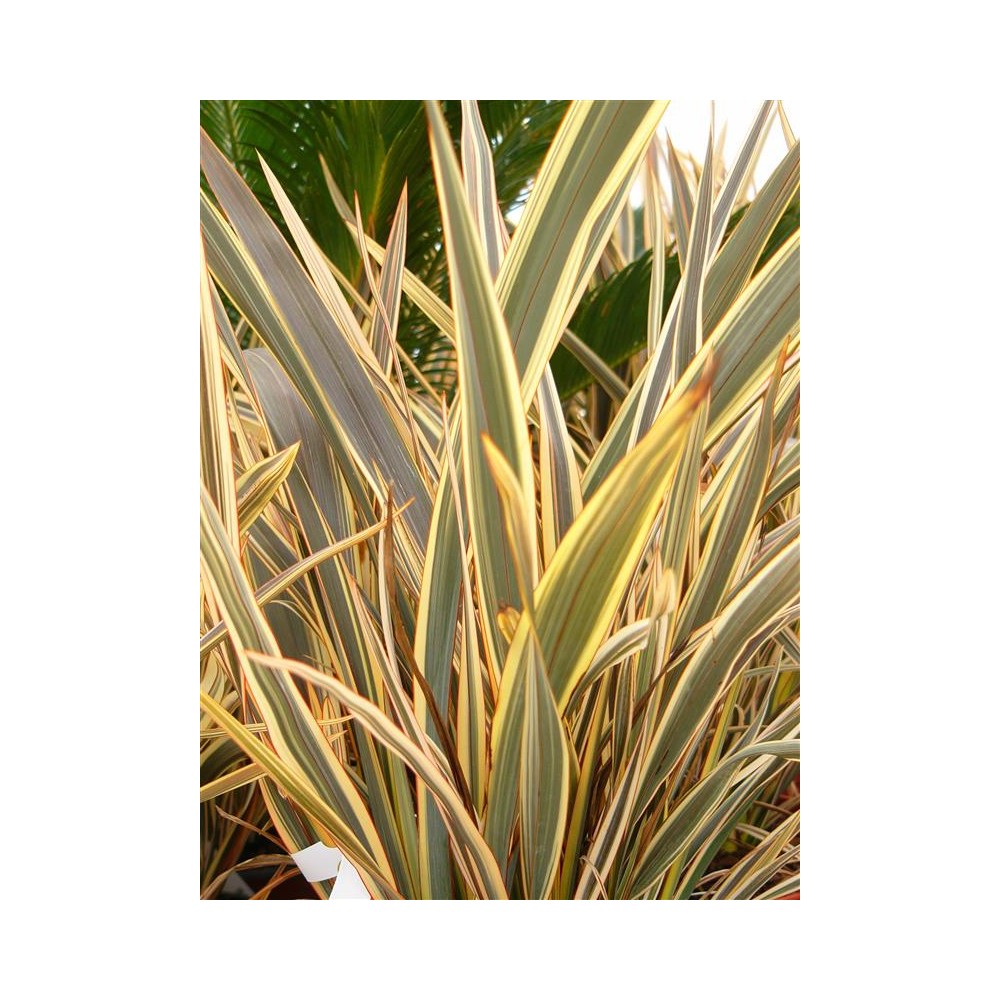 PHORMIUM Alison Blackman