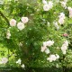 ROSIER grimpant