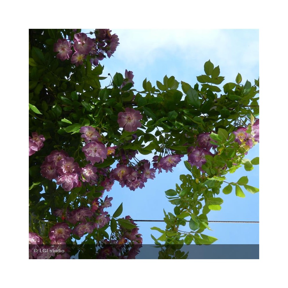 ROSIER Variété ancienne