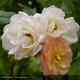 ROSIER Variété ancienne