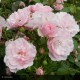 ROSIER Variété ancienne