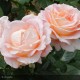ROSIER Tige