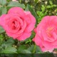 ROSIER Collection générale